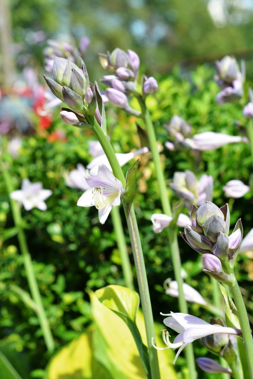 Purple hosta flower clusters and green buds glow in soft sunlight amidst a lush, leafy garden landscape.