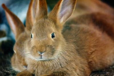 Cute Fluffy Brown Rabbits Close-Up