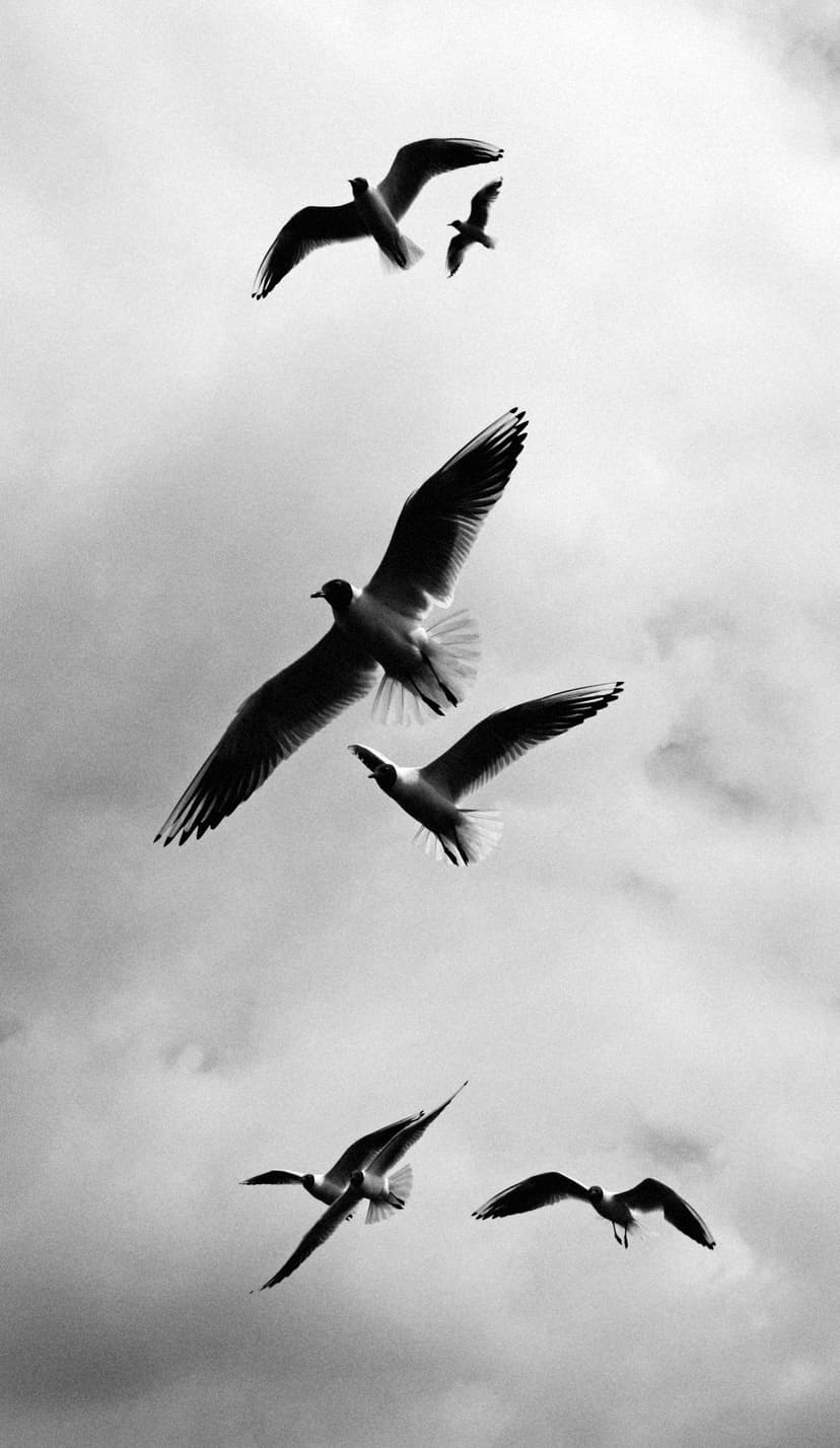 Seagulls in flight silhouetted against a dense layer of grey clouds in a high-contrast monochrome photograph.