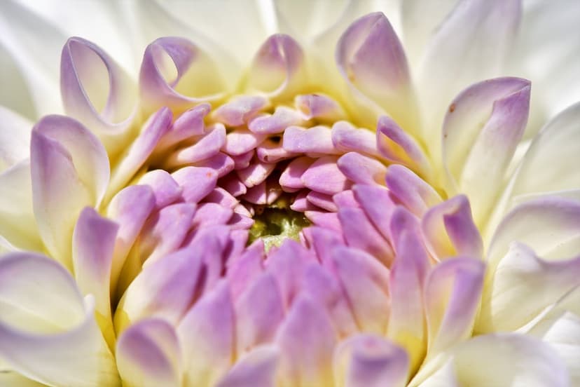 White dahlia petals spiral inward toward a soft purple center with visible textures and organic radial symmetry.