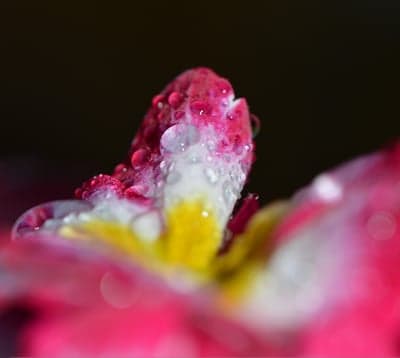 Vibrant Pink Macro Flower Dew Drop Phone Wallpaper
