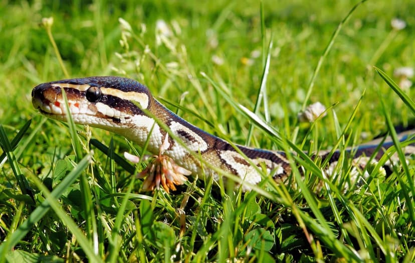 Ball python head and patterned body slither through tall green grass blades in a detailed wildlife close-up.