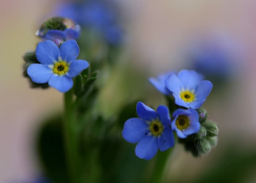 Blue forget-me-not blossoms with a translucent dewdrop on one petal against a soft, blurred pastel background.
