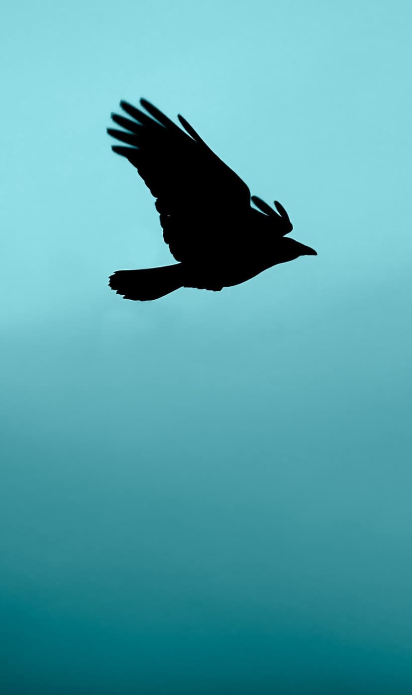 Crow with spread wings flies against a gradient teal sky, creating a high-contrast minimalist silhouette.