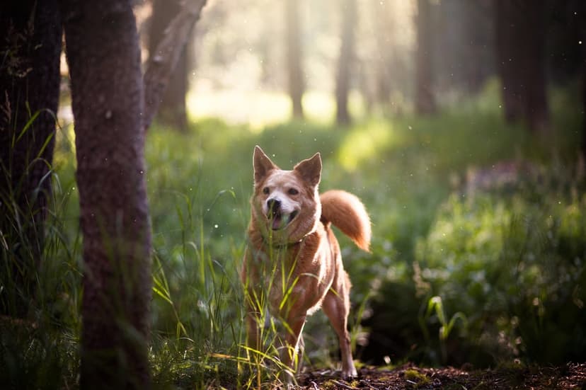 Tan dog standing in a sun-dappled forest clearing with golden light rays filtering through tall green trees.