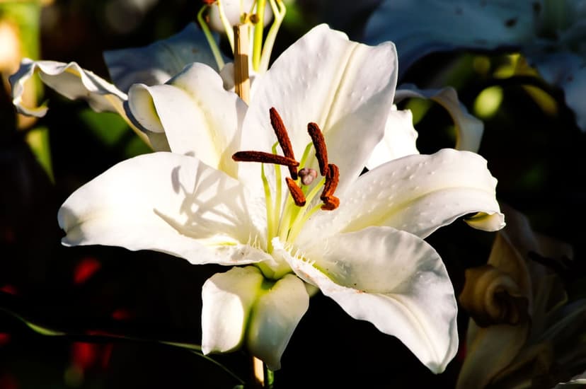 White lily with translucent petals and yellow stamen set against a blurred black background in macro detail.