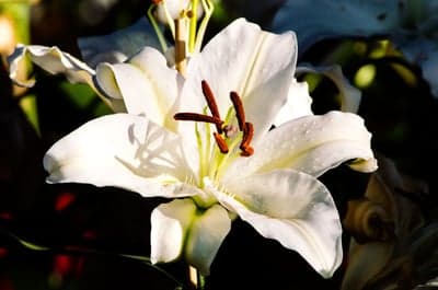 Close-up of a white lily with dark background