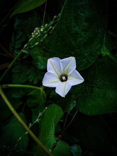 White Star-Shaped Flower Amidst Lush Green Foliage