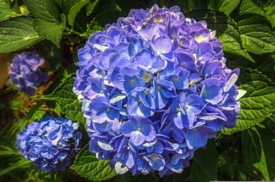 Vibrant Blue Hydrangea Blooms in Lush Green Garden