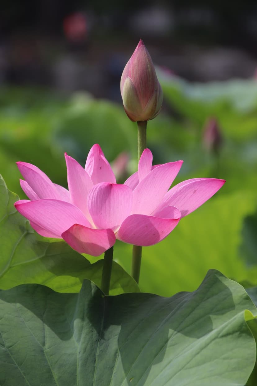 Fuchsia lotus flower in full bloom rests beside a small bud on green lily pads within a calm garden pond.