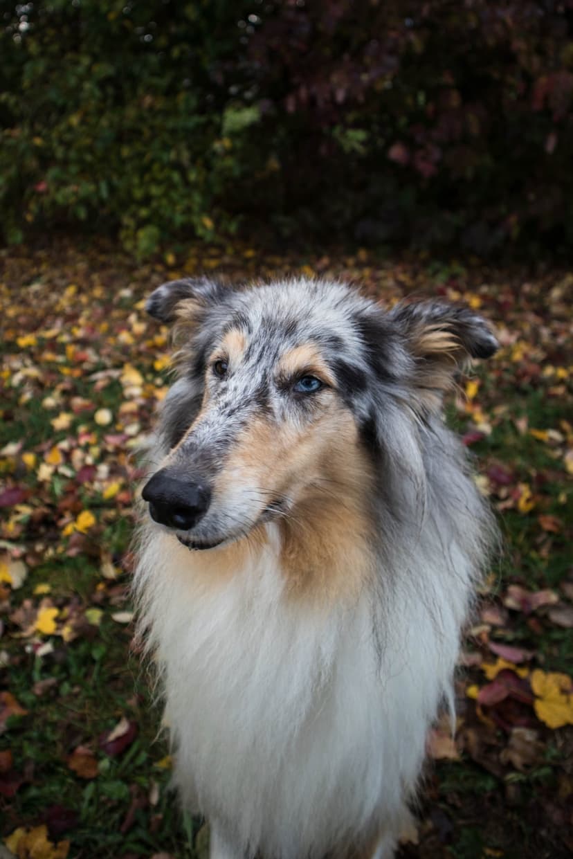 Blue merle Collie dog with piercing blue eyes sits on a carpet of red and yellow autumn leaves in a park setting.