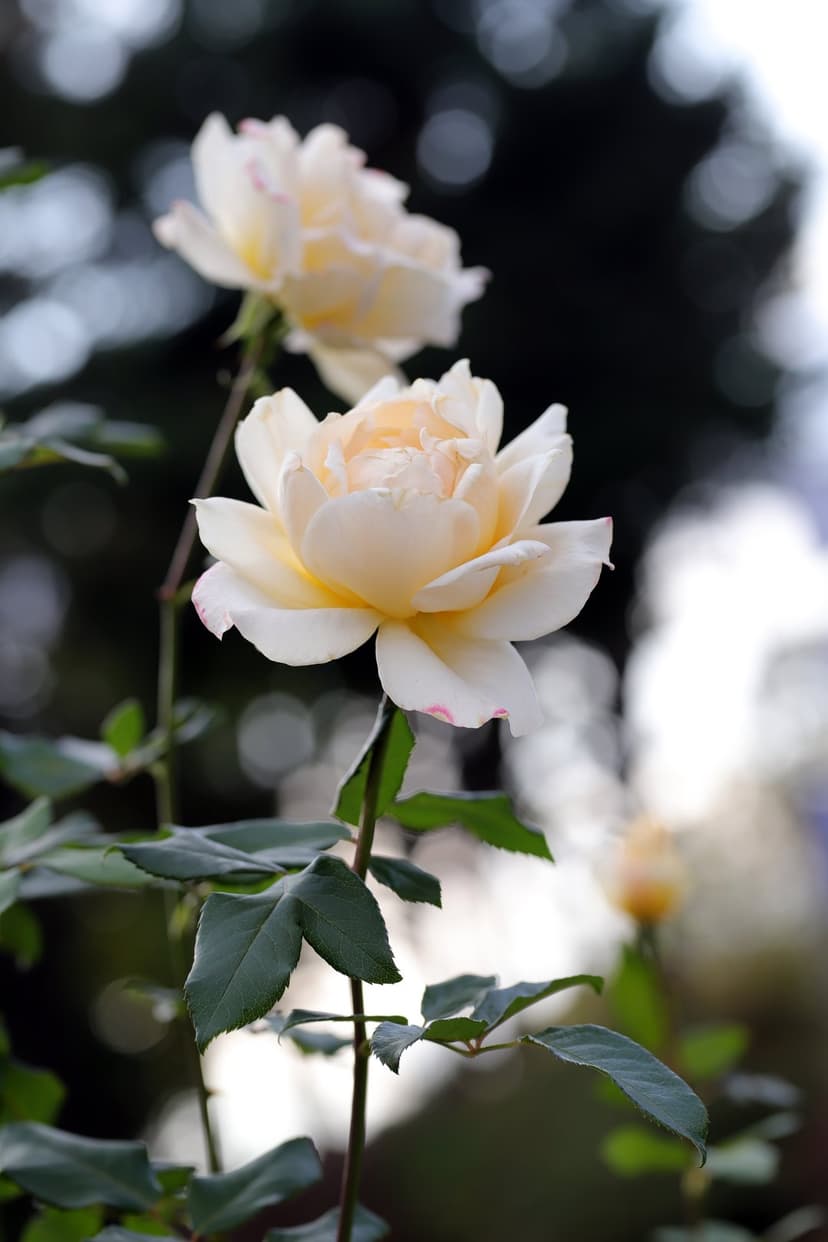 Two soft peach roses in sharp focus against a blurred green garden background with glowing bokeh light circles.