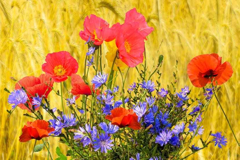 Red poppies and blue chicory flowers standing in a golden wheat field under warm, bright summer sunlight.