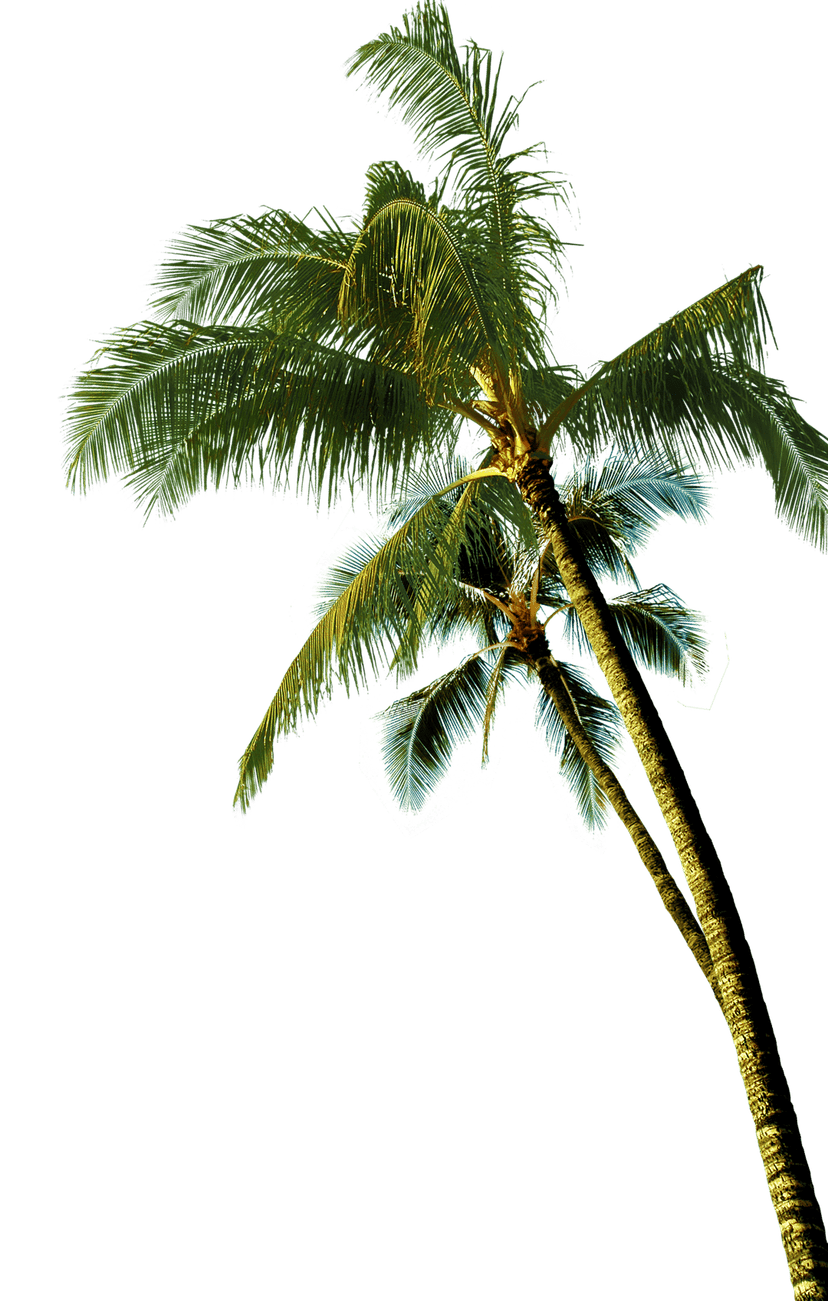 Palmyra palm coconut branch illustration showing realistic green leafy fronds and clusters of fruit from a side view.