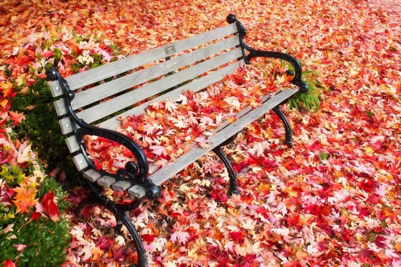 Weathered park bench covered in a thick layer of red, orange, and yellow autumn leaves in a peaceful forest setting.