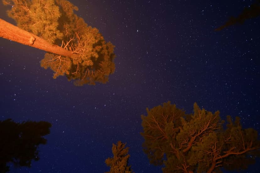 Tall pine trees with orange-lit bark reach toward a starry indigo sky in a vertical forest composition.