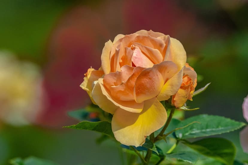 Apricot rose flower with sunlight hitting its layered petals against a soft green and pink bokeh background.