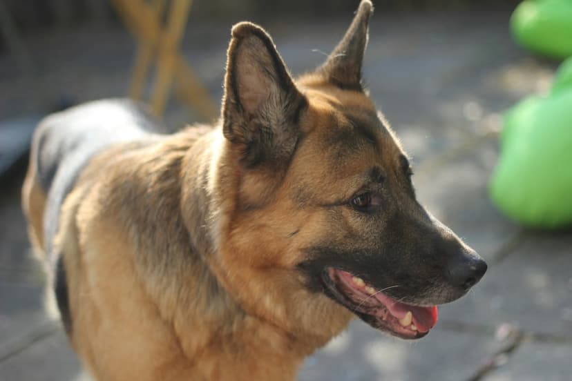 German Shepherd dog in a side profile view with golden sunlight on its fur against a soft green background.