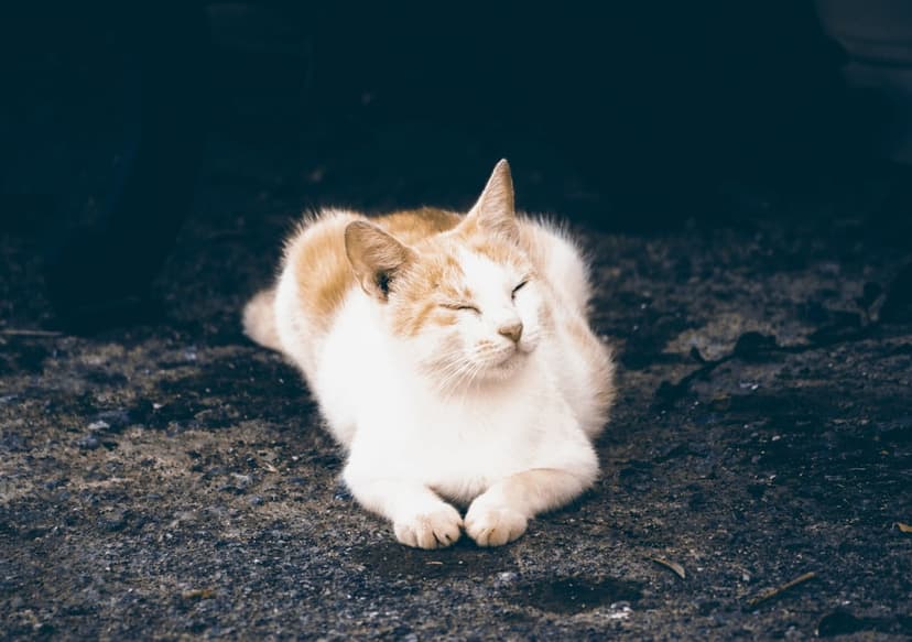 Calico cat with white and orange fur sleeping on dark textured ground while illuminated by soft natural sunlight.