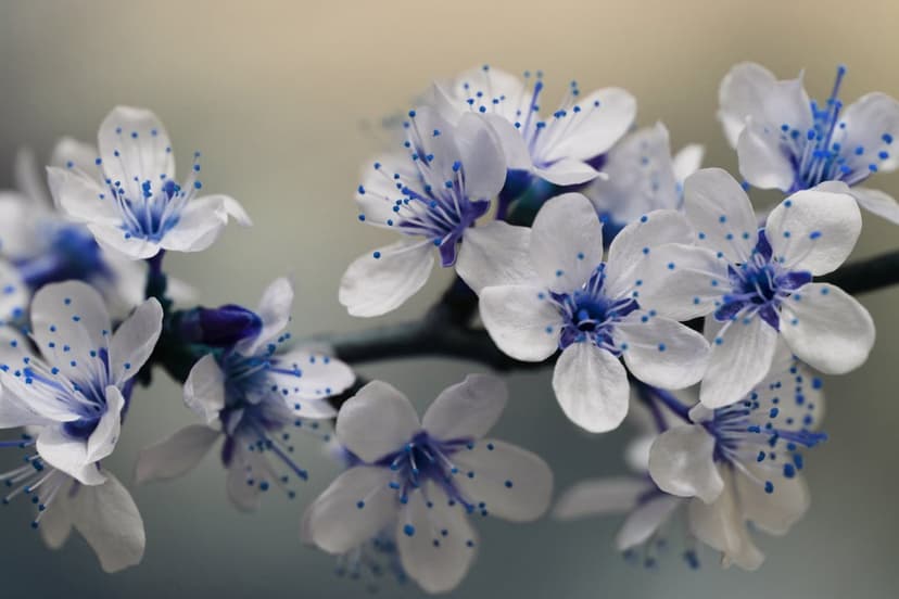 White cherry blossoms with bright blue stamens and yellow pollen against a blurred, soft-focus background.