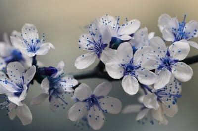 Macro White Sakura with Blue Stamens Mobile Background