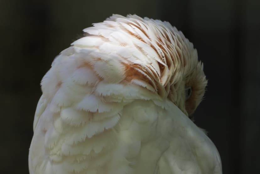 White cockatoo with its head tucked into soft, sunlit feathers against a dark, out-of-focus background.
