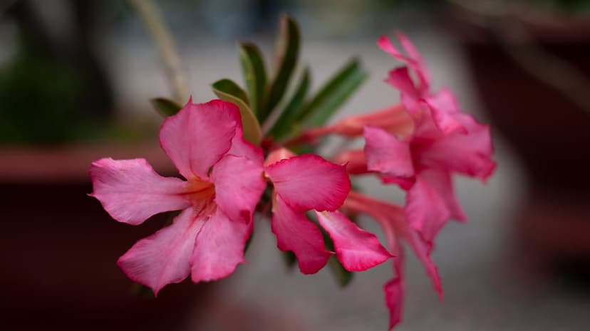 Pink desert rose flowers with vibrant magenta edges and soft centers bloom in a macro portrait photograph.