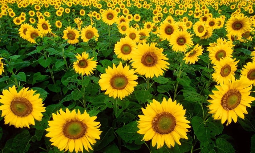 Yellow sunflowers with dark centers and bright petals stand in a lush green field under warm summer sunlight.