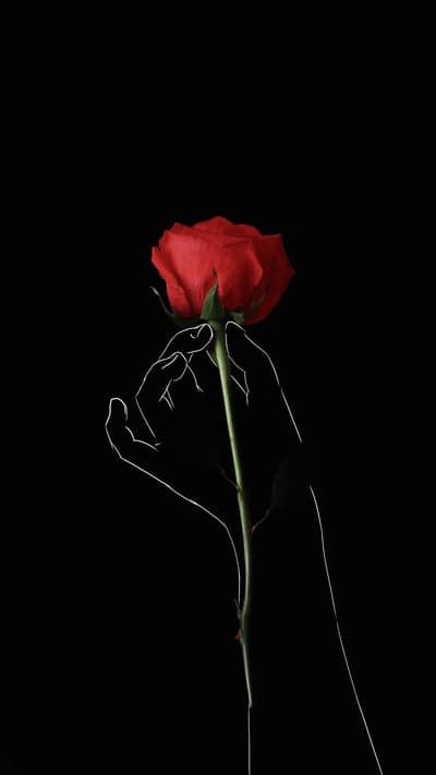 Red Rose with White Outline Hand on Black Background