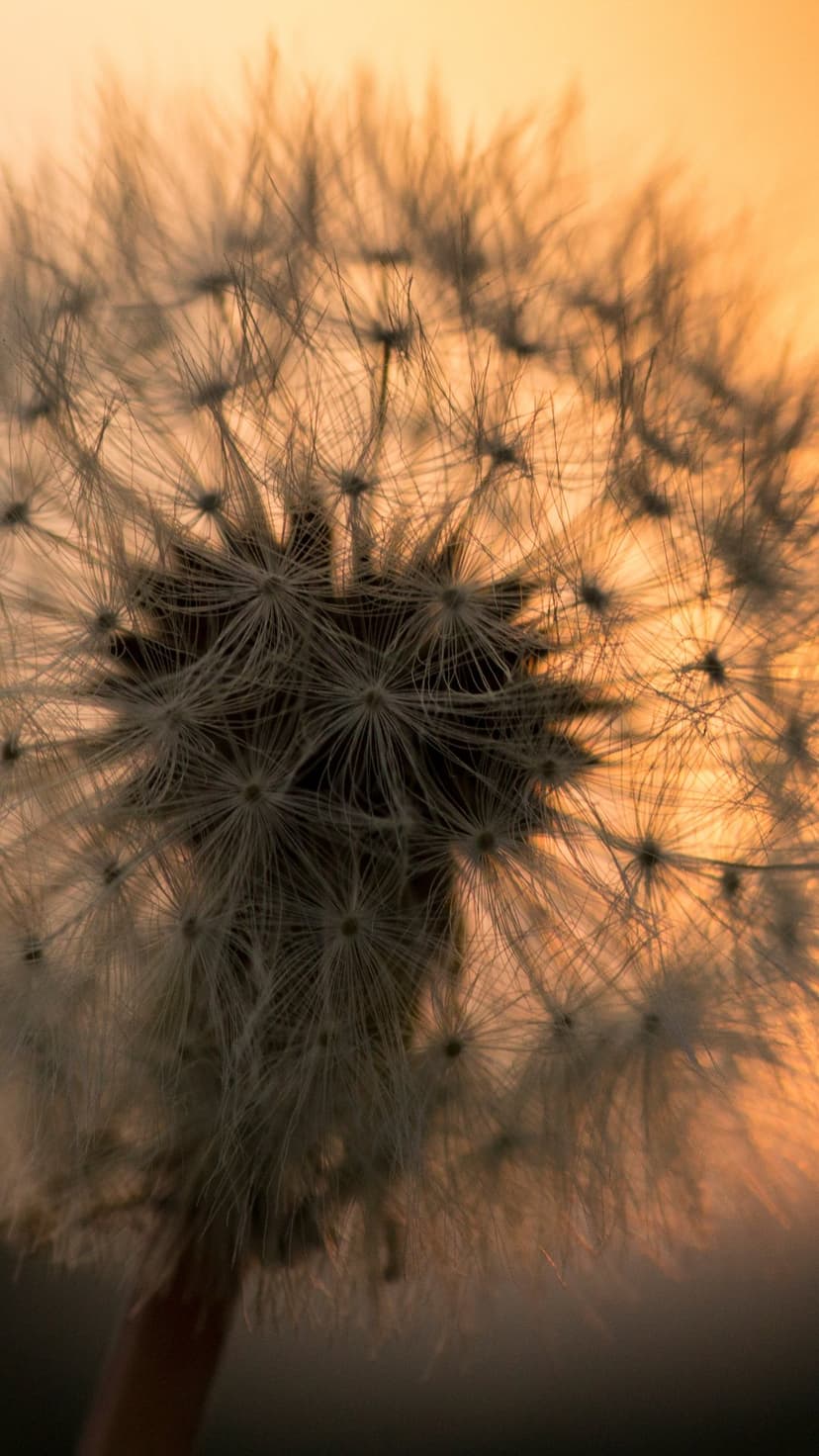 Dandelion seed head with white feathery textures against a soft green bokeh background in a vertical layout.