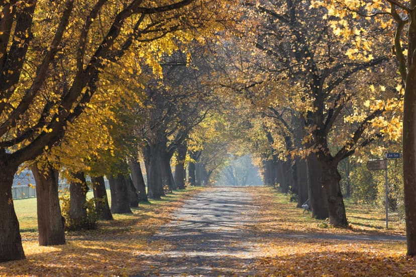 Golden maple trees arch over a winding road covered in fallen leaves under dappled sunlight in a forest.