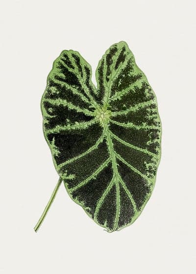 Vintage Illustration of a Variegated Alocasia Leaf