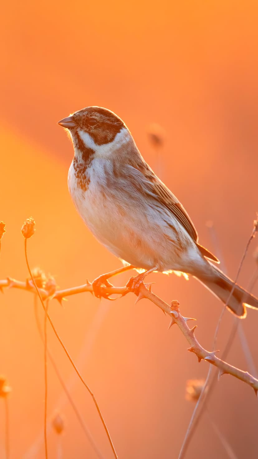 Reed Bunting bird with detailed brown plumage perched on a thorny branch during a glowing golden hour sunset.