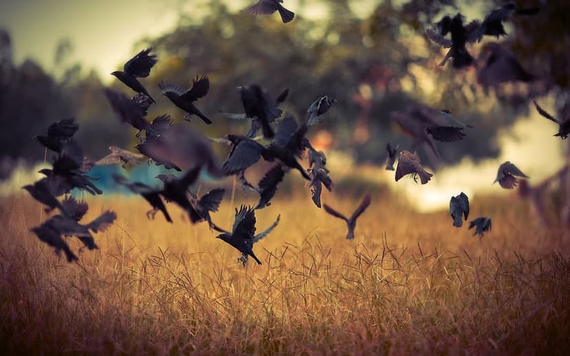 A flock of black birds rises from a sunlit meadow of tall golden grass during a warm evening sunset at dusk.