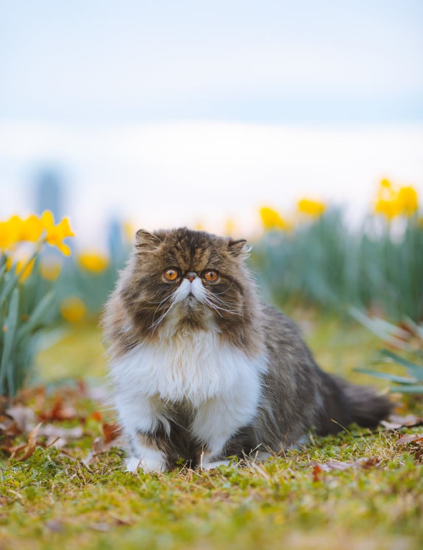 Fluffy brown and white Persian cat with orange eyes sits in a field of yellow daffodils under a blue sky.