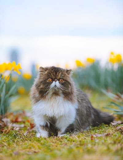 Fluffy Persian Cat Sits Among Daffodils