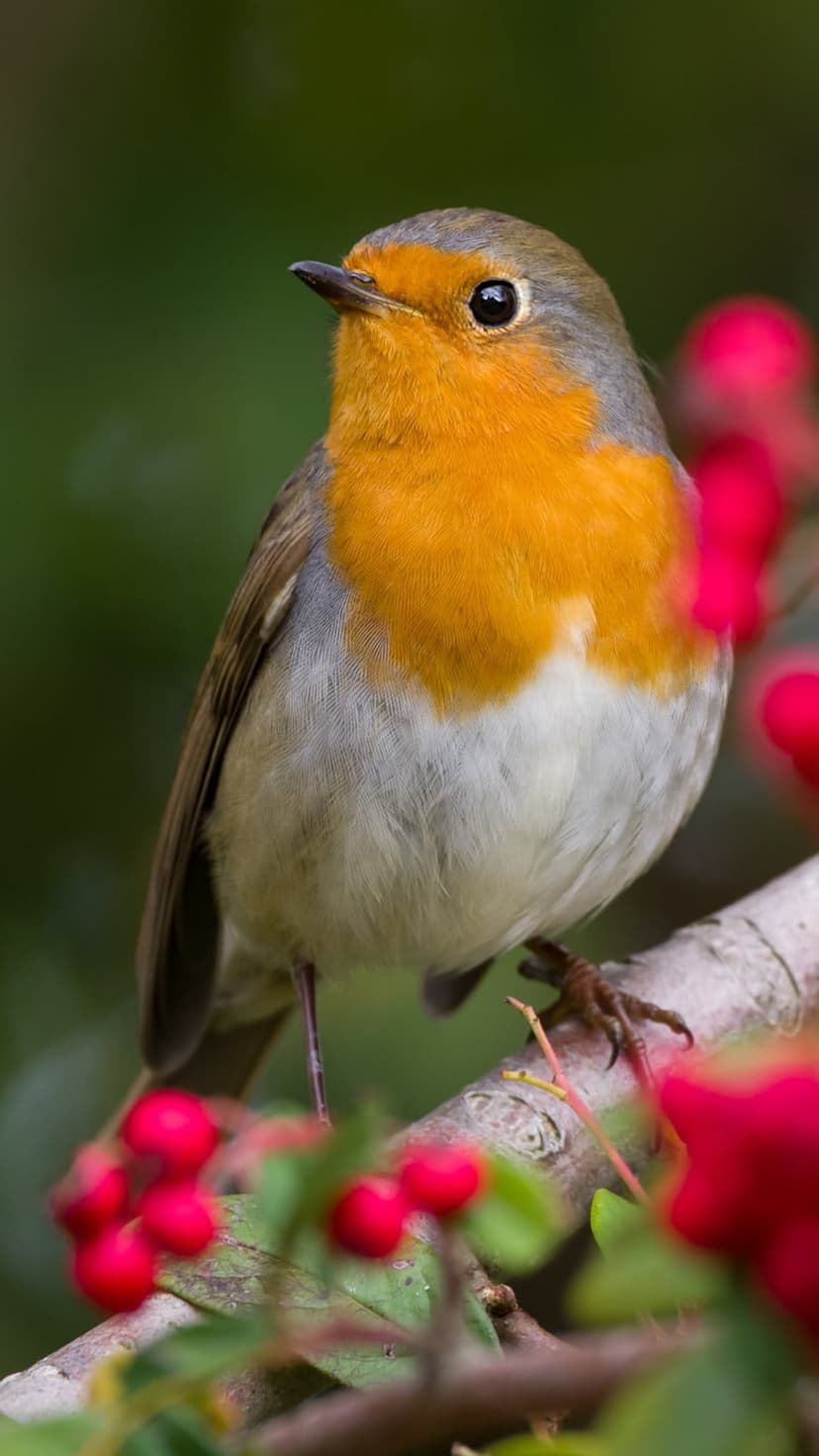 European Robin with an orange breast perched on a branch surrounded by red berries against a green background.