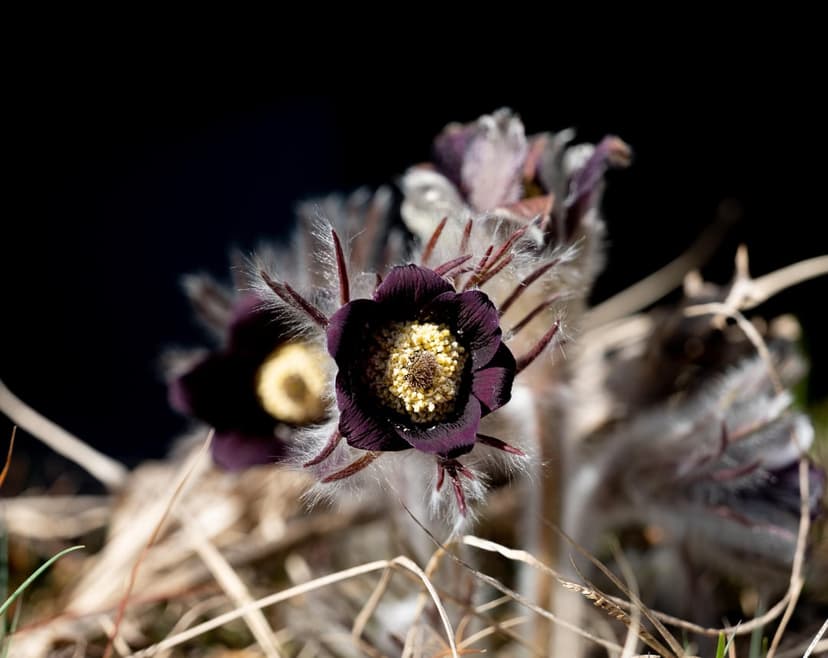 Purple Pasqueflower with golden stamens is surrounded by fuzzy silver seed heads in a shadowed spring meadow.
