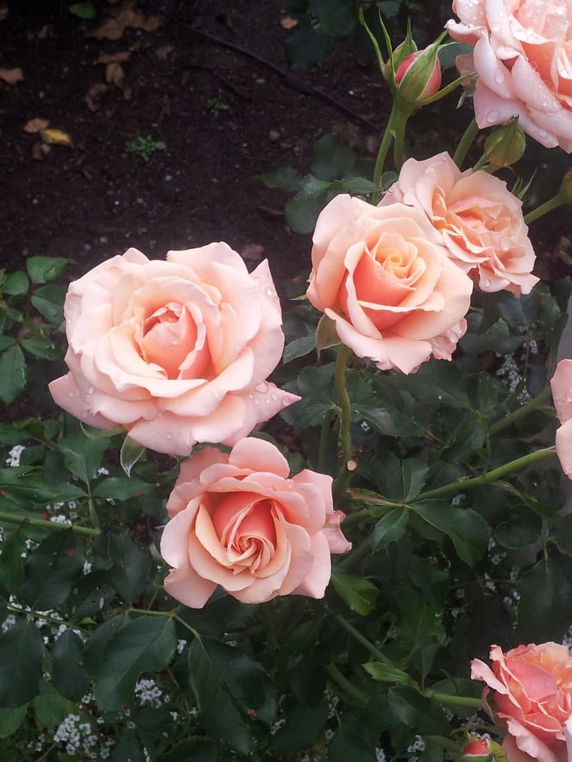 Peach-colored roses covered in morning dewdrops bloom amidst green leaves in a soft-focus garden setting.