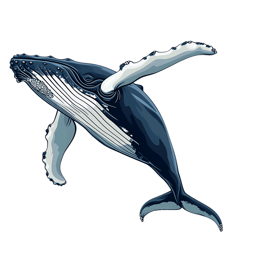 Humpback whale breaching upwards showing blue skin and white ventral pleats against a solid black background.
