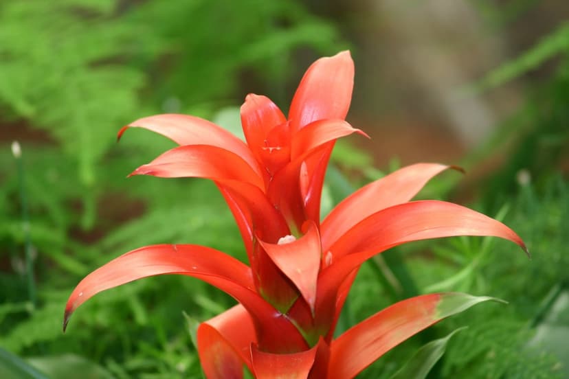 Red bromeliad flower with pointed petals unfurls against a blurry backdrop of dark green tropical leaves.