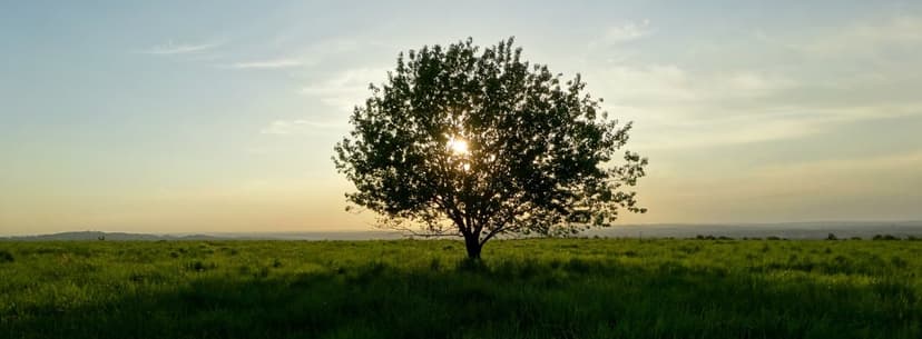 Solitary leafy tree backlit by a warm sunset over a green meadow under a soft blue sky with wispy clouds.