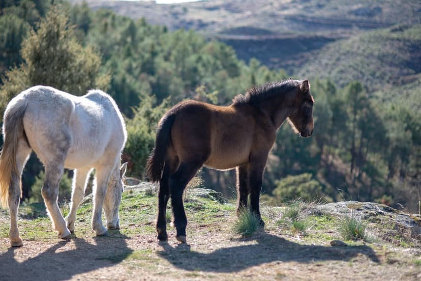 White horse and brown horse standing on a grassy ridge with long shadows and distant forested hills behind them.