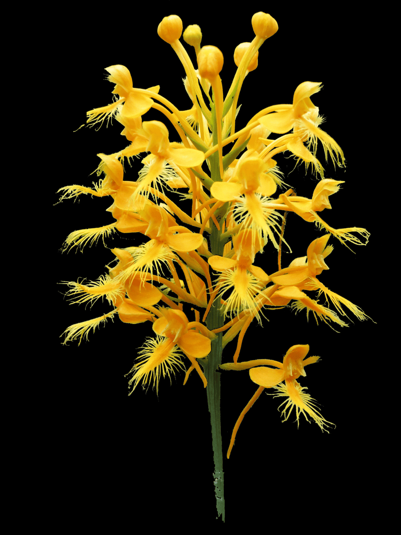 Yellow fringed orchids with delicate petals bloom on a green stem against a solid black background.