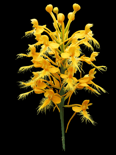 Radiant Yellow Fringed Orchid Mobile Wallpaper HD