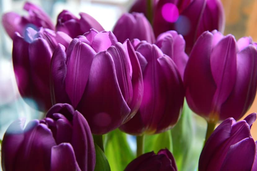 Deep purple tulips with velvet petals open slightly under soft light against a pink and blue bokeh background.
