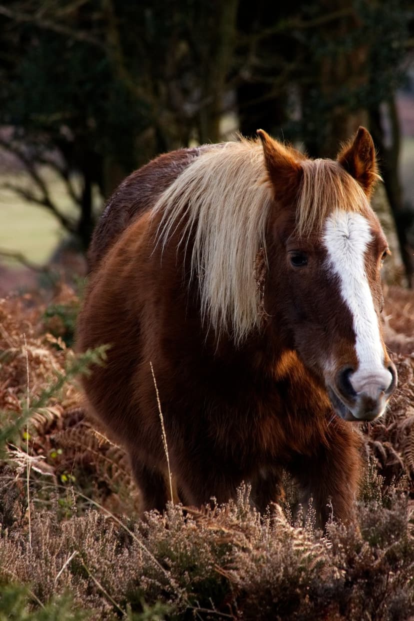 Brown horse with a white blaze and light mane stands in a field of dry grass and purple heather.