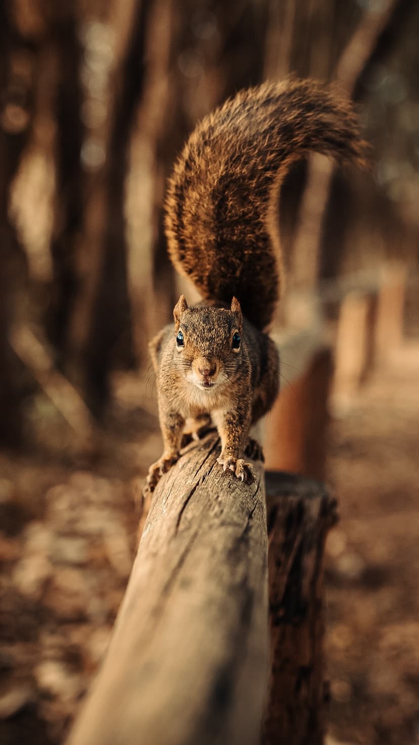 Brown squirrel with a thick bushy tail perches on a weathered wooden log against a soft-focus forest background.