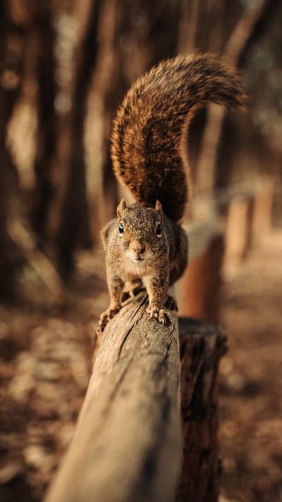 Curious Gaze - A Squirrel's Forest Perch