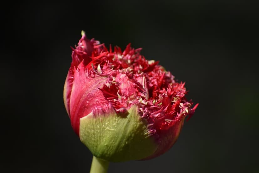 Fringed pink tulip bud with serrated petal edges and a green stem base against a dark, blurred background.